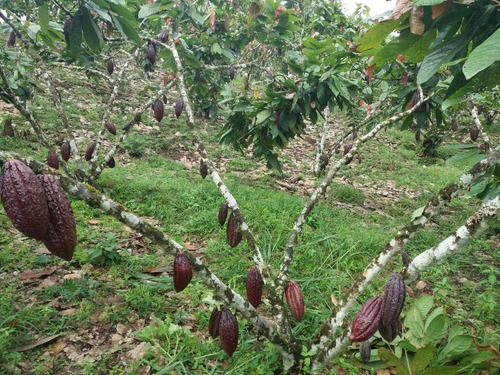 Imagen 4 de 14 de Hermosa Finca Vacacional Y Productiva En Vía A Las Mercedes