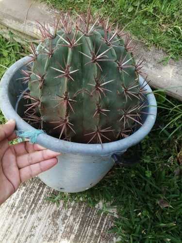 Cactus Bisnaga Regalo Planta Exótica Grande 30 Cm 