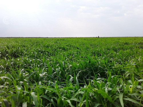 Imagen 12 de 14 de Se Vende Campo Ganadero En Mendoza, Sobre Rio Diamante. Próximo A San Rafael