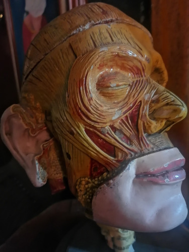 Antiguo Modelo Anatomico De La Cabeza Humana (Usado)