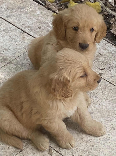 Golden Retriever Fotos Reales