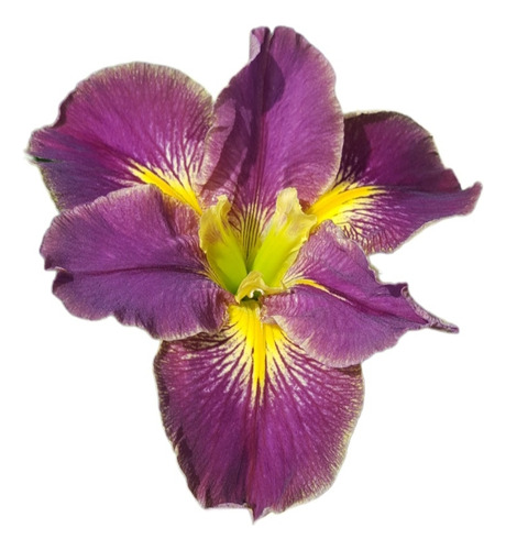 Iris Louisiana 'domuyo'
