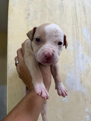 Filhotes De American Bully