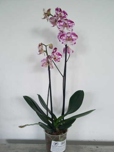 Planta Orquídea Matizada, Nueva Variedad, Mas Regalo | MercadoLibre