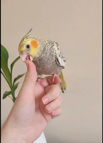 Calopsita Mansa Pet Com Garantia De Saude