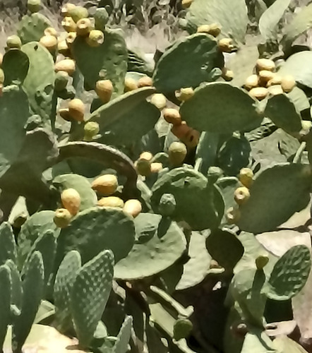 30 Semillas Nopal Tunero, Tuna Amarilla Opuntia (10 C/u) Nv