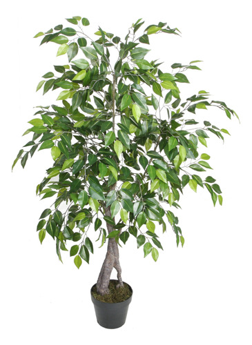 Ficus Benjamina De 120 Cm Con Doble Tronco , Vadell Home