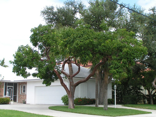Bursera Simaruba Copal, Bonsai 10 Esquejes Para Plantar