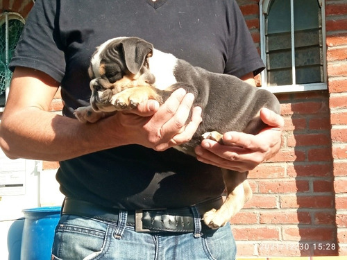 Imagen 9 de 9 de Bulldog Ingles