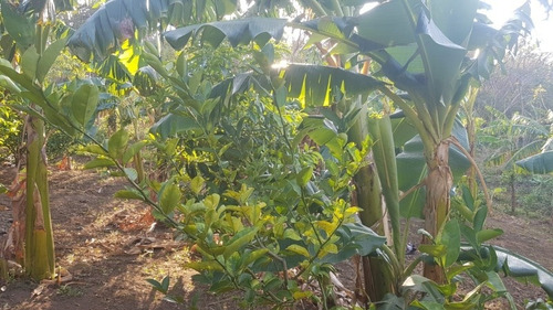 Imagen 17 de 30 de Se Vende Terreno Favorable Con Agua Y Luz Y Casita