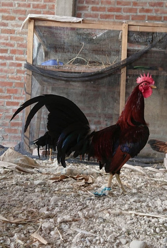 Imagen 1 de 5 de Gallos Y Gallinas Finos