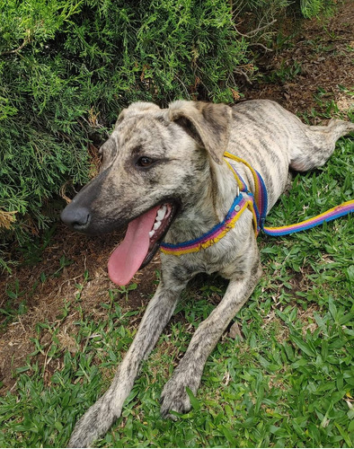 Perrita En Adopción Responsable 