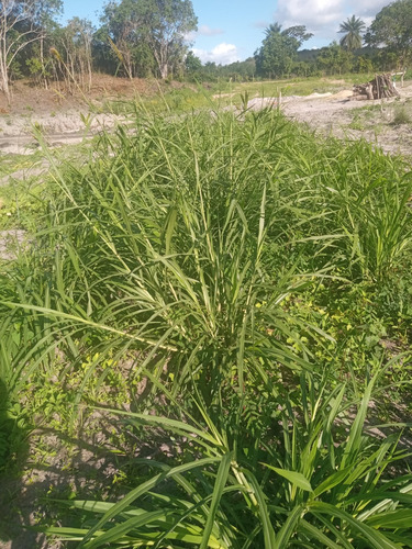 Área De Terra Com 12 Tarefas