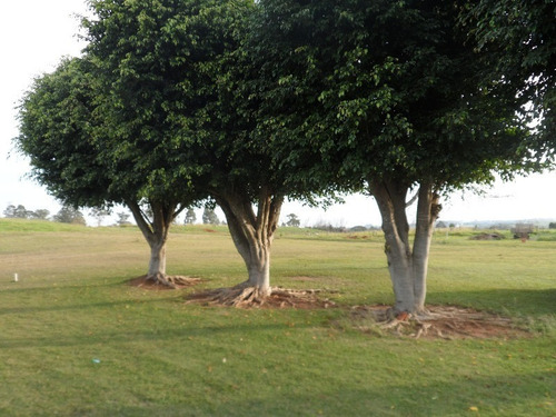 Imagem 26 de 26 de Chacara - Ch00122 - 1936481
