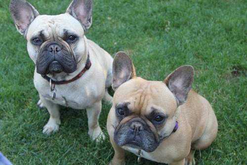 Cachorros Bulldog Francés Puros/ Varios Cachorros