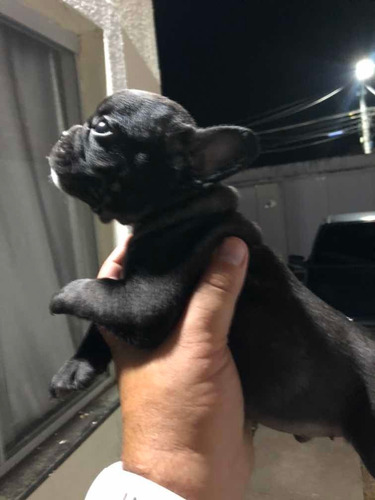 Bulldog Francês
