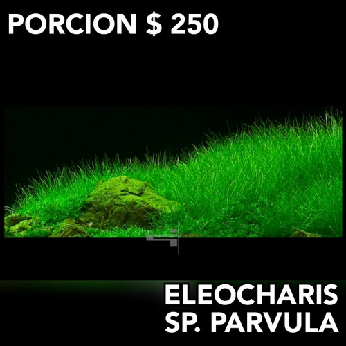 Eleocharis Parvula Planta Natural Acuario Plantado Pecera