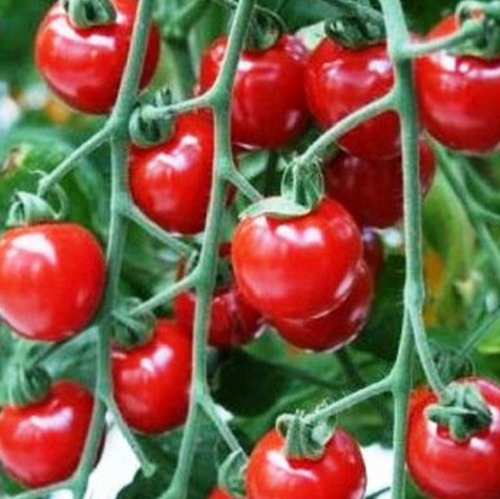 50 Semillas De Tomate Cherry Redondo + Instructivo