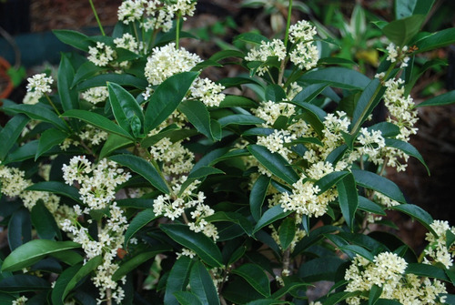 Osmanthus Fragans (olea Francesa) 10lts