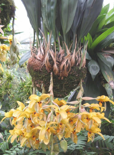 Orquidea Stanhopea Plantasgrandes Y Bellas, No Divisiones!!!