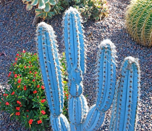 10 Sementes Cactos Pilosocereus Azureus Cacto Azul P/ Mudas | Parcelamento  sem juros