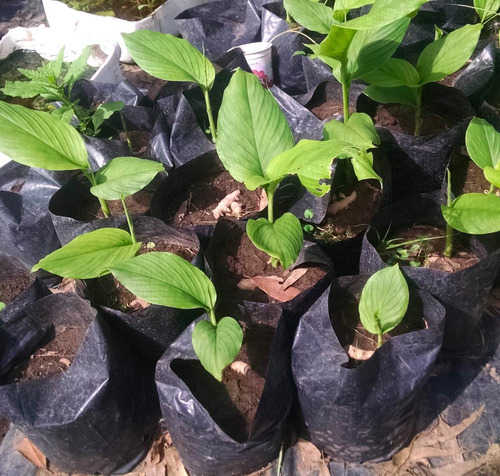 Plantasquecuran 1 Cúrcuma