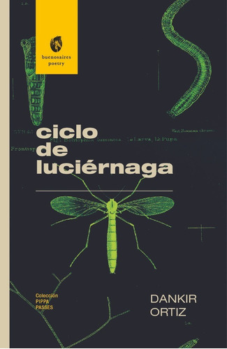 Ciclo De Luciérnaga