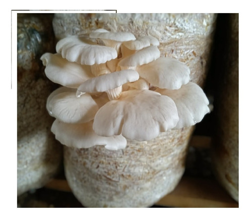 Micelio Hongo Seta Blanco Semilla Pleurotus Ostreatus 5kg