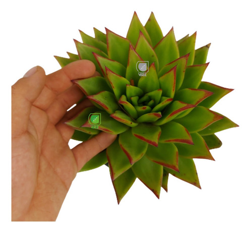 Imagen 6 de 6 de Planta Echeveria Agavoide