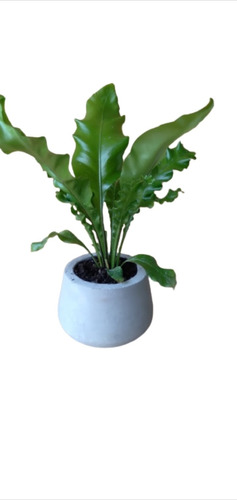 Planta Helecho Asplenium + Maceta Misionera + Plato 