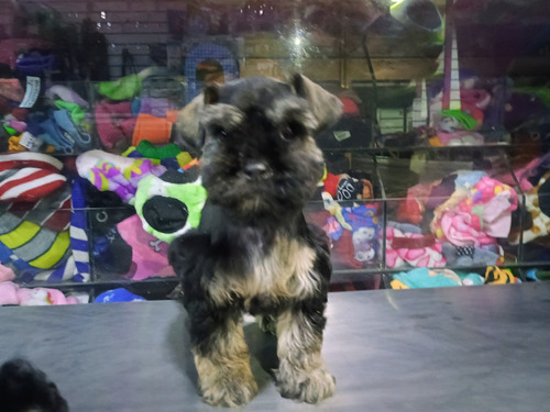 Schnauzer Envío Gratis 