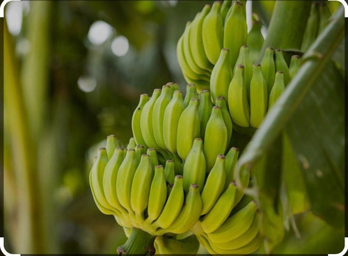 Banano Criollo - Plantaciones En Costa Rica