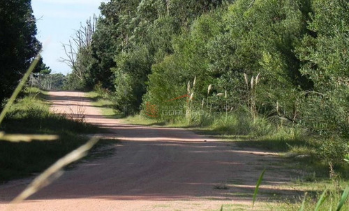 Imagen 6 de 26 de Terreno En Venta En Rocha, Zona De Punta Del Diablo, Bosque De La Viuda
