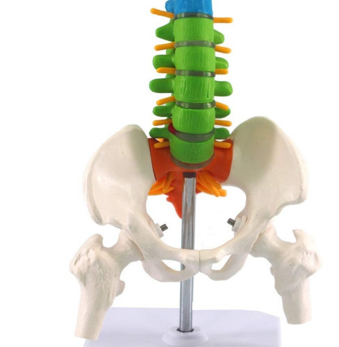 Modelo Anatómico Columna Vertebral 45cm Con Cadera - A Color