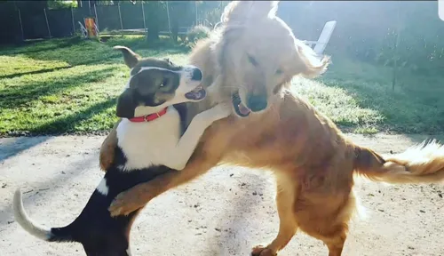 Guardería Canina, Sin Cañiles Ni Jaulas. Del Viso