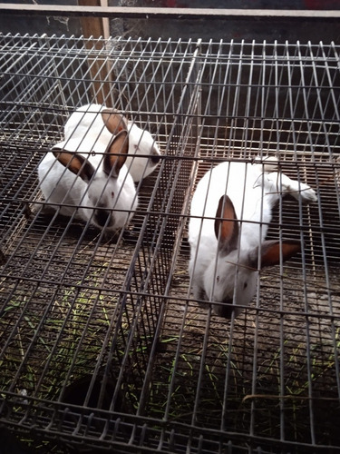 Imagen 3 de 5 de Jaulas De Conejos