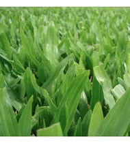 Comprar Semillas Césped Brasilero Axonopus Rinde 15 A 20 M2
