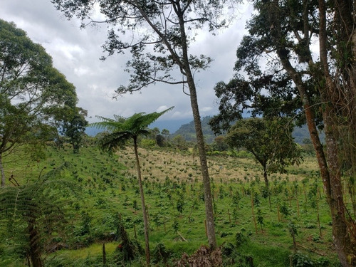 Imagen 11 de 29 de Vendo Finca En Subía Silvania 28.000 M2