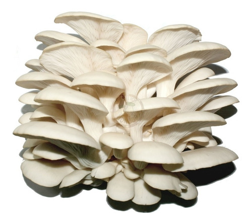 Micelio Hongo Seta Blanco Semilla Pleurotus Ostreatus 6kg
