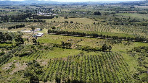 Imagen 9 de 20 de Chacras Financiadas En Pan De Azúcar. Terra Oliva