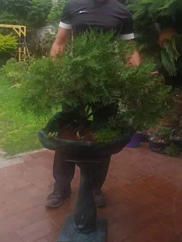 Bonsai Antiguo Pino Cipres. (Usado)