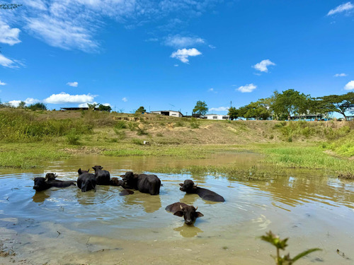 Finca Totalmente Productiva