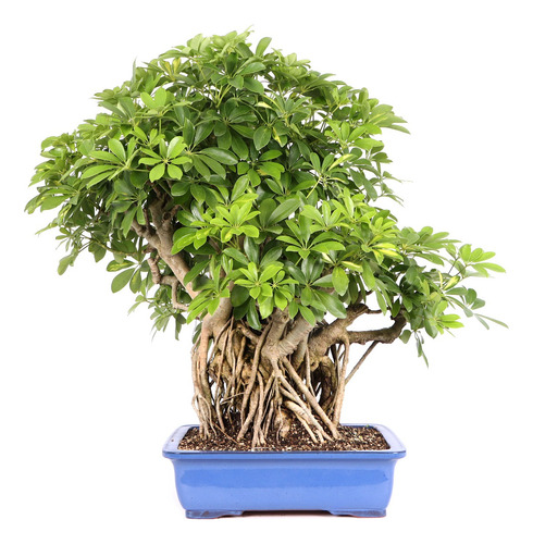 Arbol Para Bonsai Scheflera Arboricora