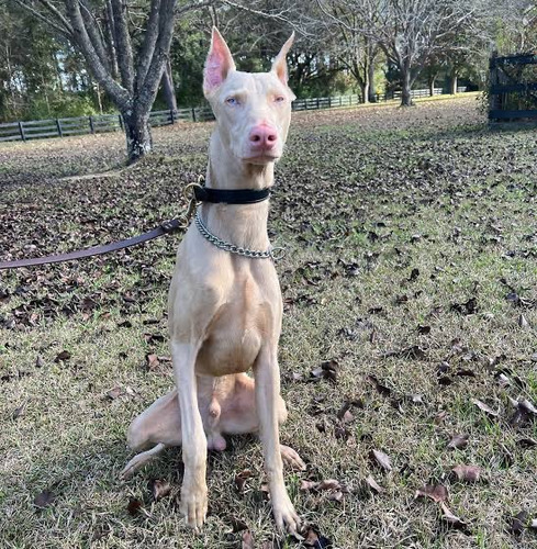 Doberman Albino Información 