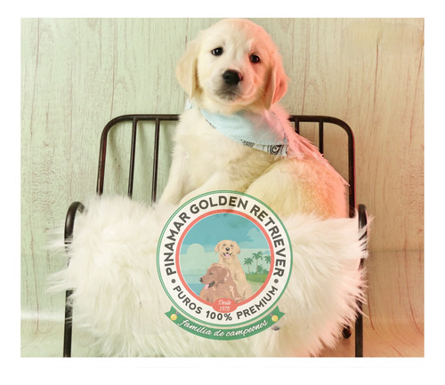 Cachorras Y Cachorros De Criadero Pinamar Golden Retriever