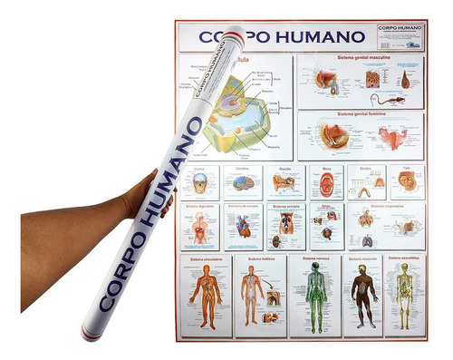 Pôster Da Anatomia Do Corpo Humano Grande 90x120cm Estudante Cor do globo Branco