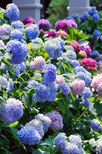 Ortensia Hortensia Plantas