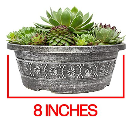 Cuenco De Maceta Sempervivum Vivo, Plantas Suculentas Semper