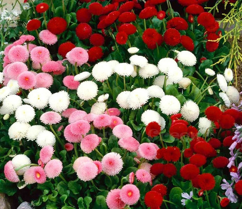 Oferta!! 20 Semillas Bellis (primavera) Mix Colores 