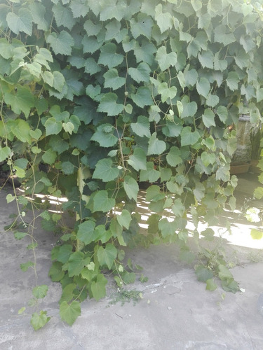 Casa Con Garaje Descubierto, Amplio Frente, Fondo Con Árboles Frutales Y Quincho